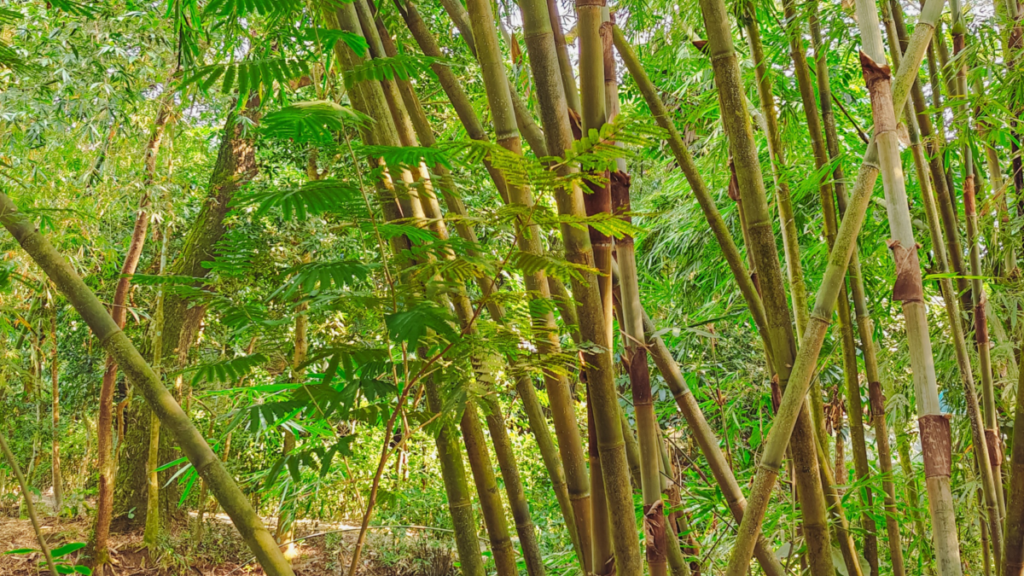 Photo of bamboo growing in Texas.