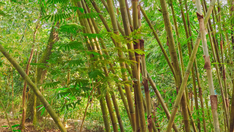 Photo of bamboo growing in Texas.