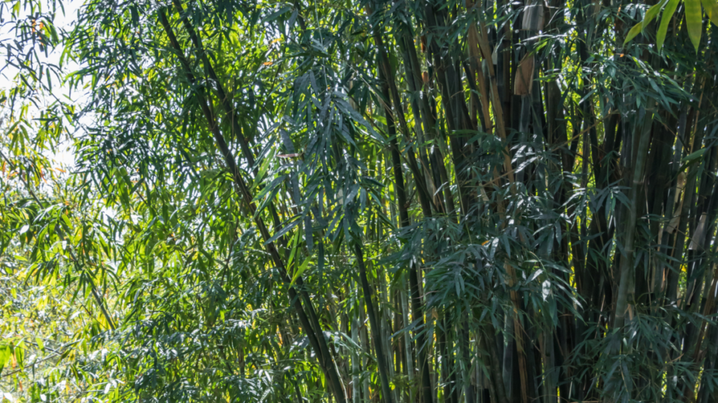 Invasive bamboo species in Texas climate.