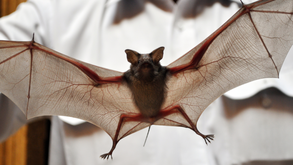 Straight-on shot of bat flying through the air with wings splayed out by its sides.