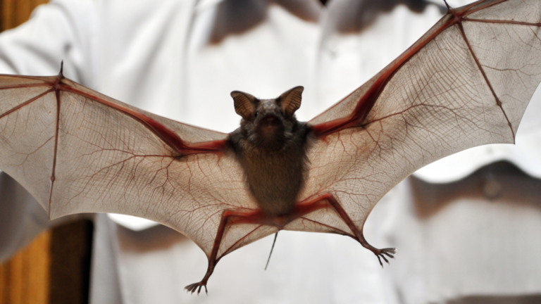 Straight-on shot of bat flying through the air with wings splayed out by its sides.