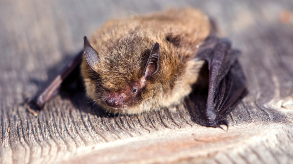 Small bat laying on wood back patio.