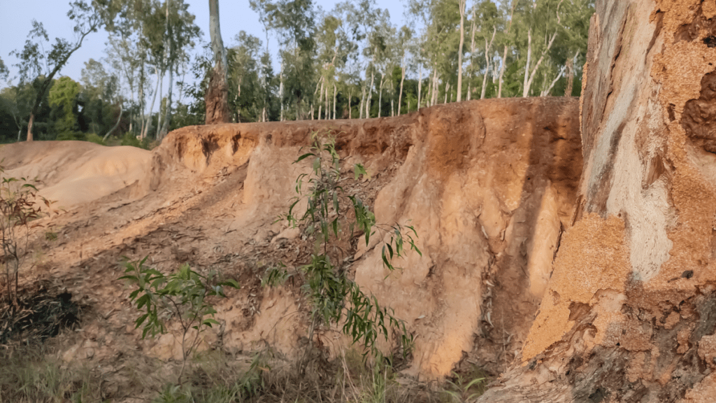 Eroded embankment of pale orange clay soil exposed along a cut bank, with vertical rain channels carved down its face and a weathered tree trunk at the right edge. Sparse young saplings grow from the loose soil at the base, and a stand of tall eucalyptus trees lines the ridge above under a clear sky.