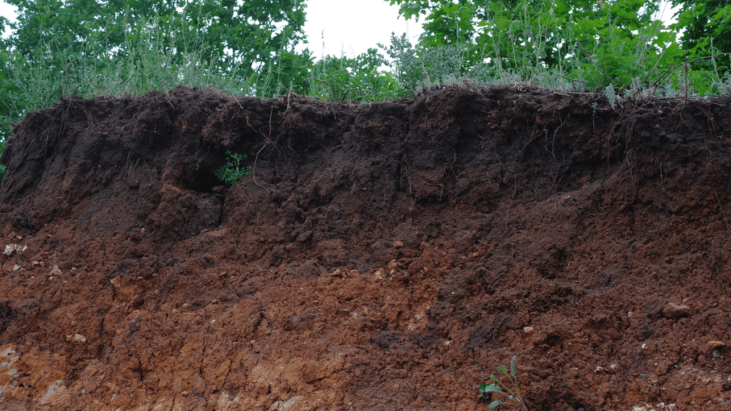 Exposed soil profile showing a thick upper layer of dark organic material dense with fine roots, sitting directly above a reddish brown clay subsoil flecked with pale stones. Grasses, wildflowers, and oak foliage grow along the top edge of the cut, with visible root systems reaching down into the darker layer.