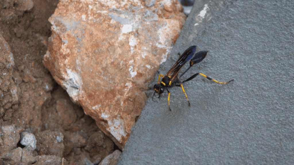 Black and yellow dirt dauber wasp resting on a mortar joint beside stone, the type of pest that builds hardened mud tubes on home exteriors.