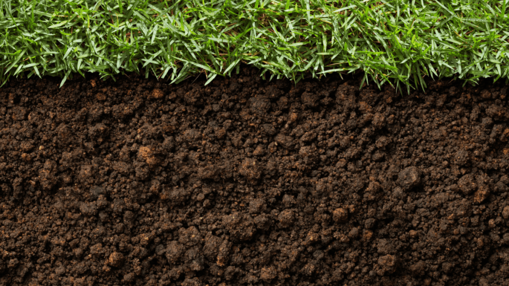 Cross section view of healthy green turf grass above a deep layer of dark crumbly topsoil, with the boundary between root zone and soil clearly visible. The soil below is loose and granular, showing scattered reddish clay aggregates throughout.