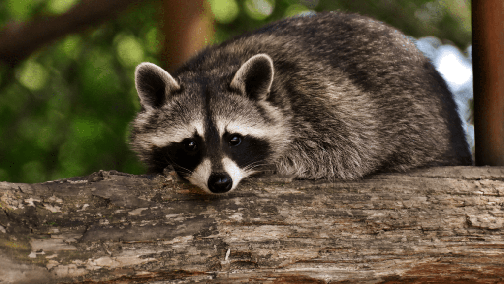 Raccoon resting on a wooden log, looking directly at the camera against a blurred green background.