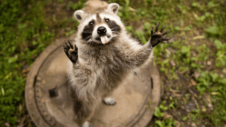 Raccoon standing upright on a manhole cover with both front paws raised and tongue out, surrounded by grass.