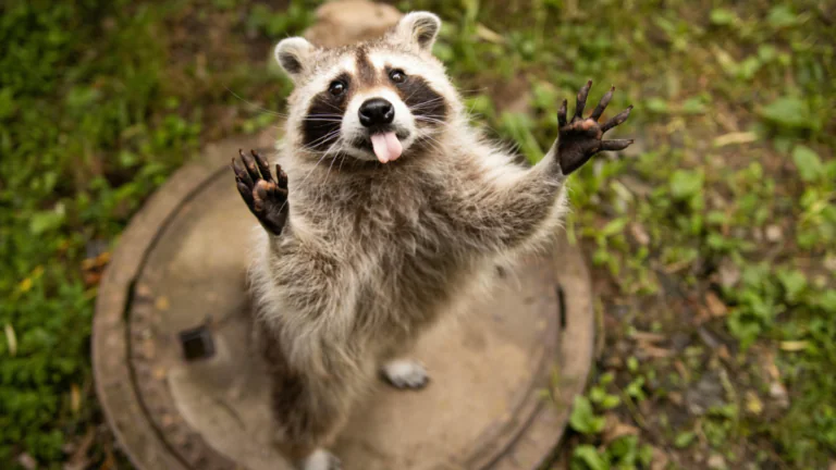 Raccoon standing upright on a manhole cover with both front paws raised and tongue out, surrounded by grass.