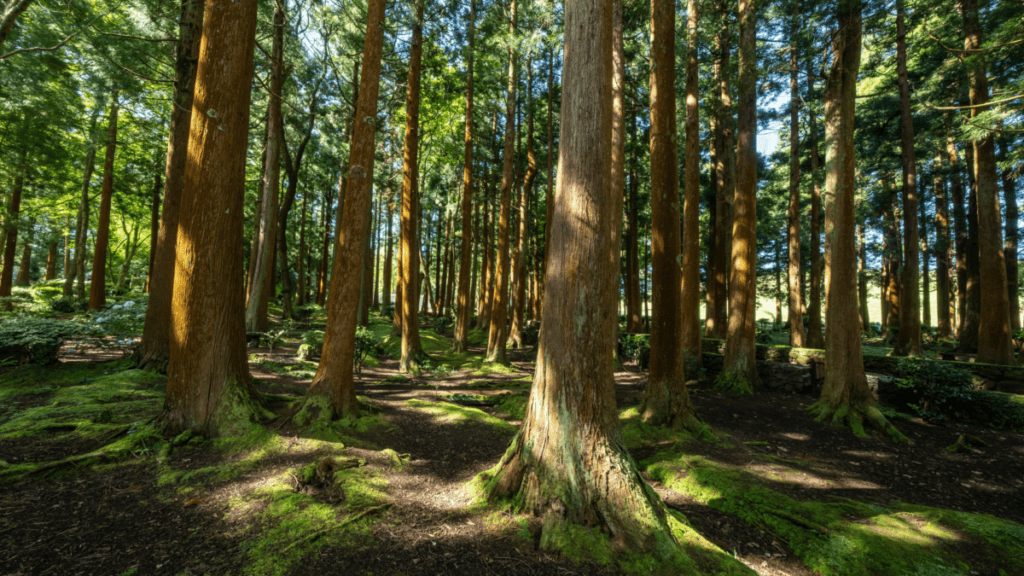 Stand of mature trees with tall straight trunks rising from a moss-covered forest floor, sunlight filtering through the canopy and casting long shadows across exposed surface roots. A low stone retaining wall and trimmed shrubs are visible along the right side of the grove.