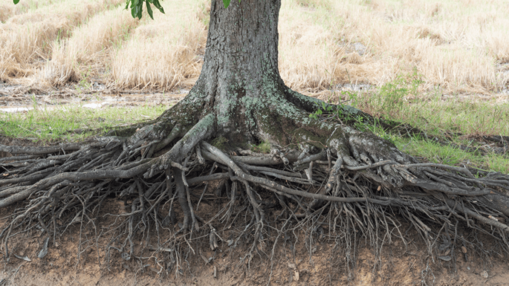 Base of a mature lichen-covered tree trunk with an extensive root system fully exposed by soil erosion, showing thick surface roots radiating outward and finer roots reaching down into the cut bank below. Dry pale grass and patches of green growth surround the tree.