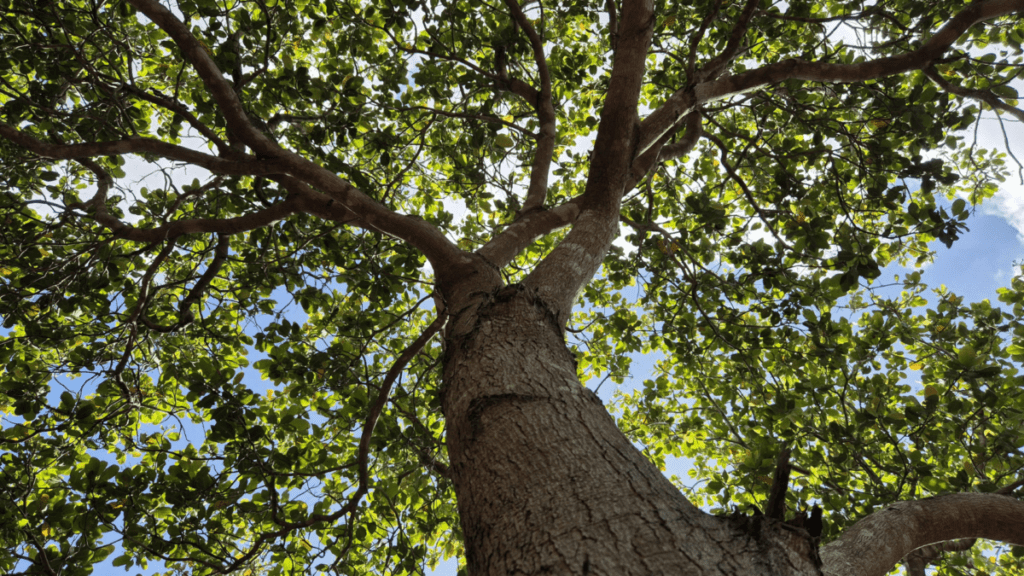 Upward view along the trunk of a mature broadleaf tree, showing rough furrowed bark and heavy limbs branching out into a dense canopy of green leaves. Blue sky and scattered white clouds are visible through gaps in the foliage.